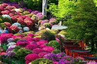 根津神社「つつじまつり」〜谷中のスナップ