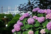 「港の見える丘公園」紫陽花 撮影会