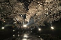 ぼっちの夜桜♡.｡.:*･ﾟウフッ.｡.:*･ﾟ♡ 