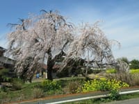 川本の枝垂れ桜