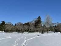 雪景色の多賀城跡と古木桜