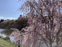 身延山久遠寺で枝垂れ桜見ましょう