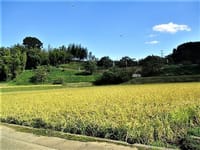 「美しい稲田の風景とお米にまつわる話」