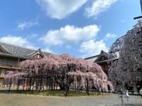 みしまや鰻と天理のしだれ桜おまけに熱海桜も見れるかな(●^o^●)