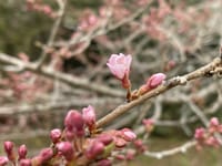 桜(エドヒガンザクラ)が咲き始めました！　追伸4月８日仙台市に開花宣言！