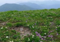 高山植物の咲き乱れる仙の倉山～平標山登山