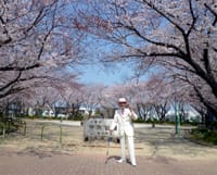 桜満開by豊川＼(^O^)／