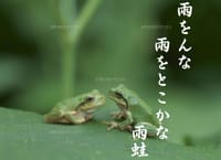 『日々のフォト俳句』　雨蛙
