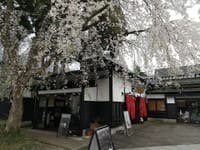 秋田県角館の桜