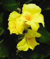 <お気に入り写真> 我が家の花壇：カンナ・ボタン・ヒマワリ