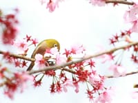 桜とメジロ♪　シジュウカラ♪　カワセミ♪　