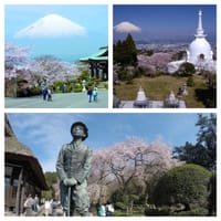 雄大な富士山のふもとで色鮮やかに咲き誇る桜を満喫できる「御殿場桜まつり」。