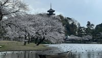 三溪園の桜 (2023年)