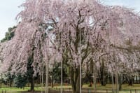 桜＠みずほエコパーク＆六道山公園