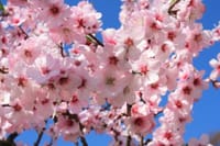 アーモンドのお花は桜の様な～お花見＆南京町ランチ🌸一緒に行きませんか🎵