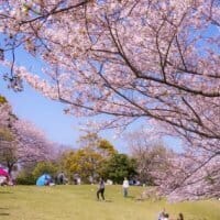 【桜】本牧・山手・みなとみらい　山頂公園の桜と西洋館のテラスランチと海街カフェ