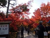 紅葉の京都①