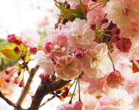 天使もため息の八重桜は、もはや薔薇のブーケ!!