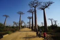 マダガスカル旅行