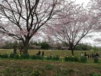 桜と日光脇往還in坂戸　　