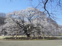 栃木の　『淡墨桜』