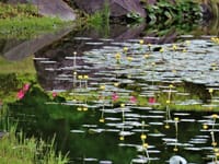 写真３枚は、二の丸池のヒメコウホネ、カキツバタと紫蘭、小石川後楽園の魚を咥えたカワセミ