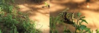今年出会った🦋蝶たち ⑮ 交尾中のキアゲハ