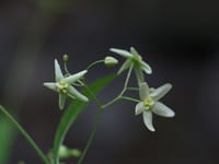 徳島の山野草クサナギオゴケ (草薙尾苔) 白花