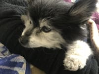 愛犬ポコちゃんが亡くなりました、19歳7ヶ月,