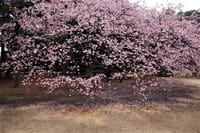 新宿御苑の寒桜&紅白梅