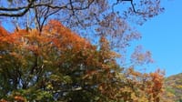 秋景色 その28「深まる秋 ③ 散歩道の紅葉」