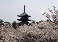 7年前の京都の2～4メートルの低木で遅咲きで有名な仁和寺の御室桜。　 別名「お多福桜」とも呼ばれ、「わたしゃお多福　御室の桜　鼻が低ても　人が好く」