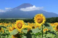 「富士五湖の湖畔に咲いている夏の花の写真」