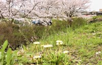 槻川親水公園の桜・白いタンポポ
