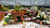 第３９回日本菊花全国大会　 特作花壇の部「国華園・二色の浜店」（２０２２年１１月８日）LUMIX DC S5