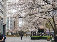 新宿西口、甲州街道沿いの桜模様
