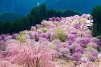 高見の郷の桜ドライブに行きましょう