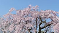 大仙公園の枝垂桜（２０２１年３月２３日）動画