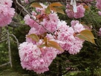 蓼科山３６５日　５-１４-２０　八重桜の桜漬け