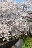 桜 見 物 「二ケ領用水の桜 ＆ 緑ヶ丘霊園の桜」