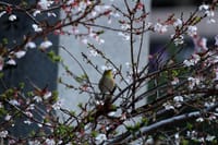 写真３枚は、赤坂日枝神社の桜とメジロ、亀戸天神の梅とスカイツリー