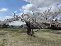 古木桜が今年も咲きました。