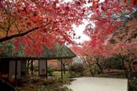 秋の九年庵と 雷山＆呑山観音寺の紅葉に行きませんか