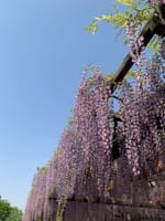 津島天王川公園の藤棚を鑑賞しましょう。これを変更します。