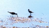 日本最大の砂嘴とそこに集まる野鳥「野付半島」