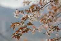 春景色 その12「山の桜」