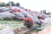 紅葉＆桜！紅葉を彩る四季桜ツーリング