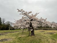 古木桜が満開になりました。