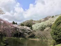 春うらら🌸　寄枝垂れ桜～最明寺史跡公園桃源郷を歩く