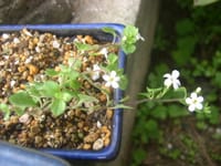 極小型の白い花　